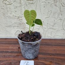 Load image into Gallery viewer, #72 Anthurium Veitchii Seedling -  Wide Form