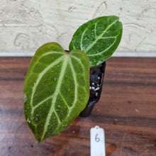 Load image into Gallery viewer, #6 Anthurium Magnificum Hybrid x