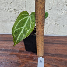 Load image into Gallery viewer, #6 Anthurium Magnificum Hybrid x