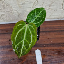 Load image into Gallery viewer, #6 Anthurium Magnificum Hybrid x