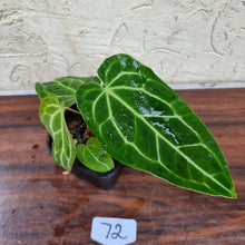 Load image into Gallery viewer, #72 Anthurium Magnificum Hybrid x