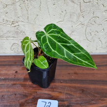 Load image into Gallery viewer, #72 Anthurium Magnificum Hybrid x