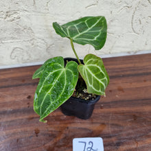 Load image into Gallery viewer, #72 Anthurium Magnificum Hybrid x