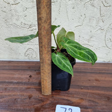 Load image into Gallery viewer, #72 Anthurium Magnificum Hybrid x