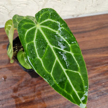 Load image into Gallery viewer, #72 Anthurium Magnificum Hybrid x