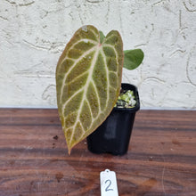 Load image into Gallery viewer, #2 Anthurium Magnificum Hybrid x