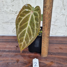 Load image into Gallery viewer, #2 Anthurium Magnificum Hybrid x