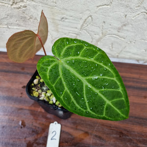 #2 Anthurium Magnificum Hybrid x