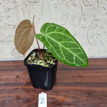 Load image into Gallery viewer, #2 Anthurium Magnificum Hybrid x
