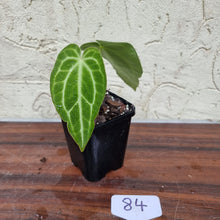 Load image into Gallery viewer, #84 Anthurium Magnificum Hybrid x - Narrow