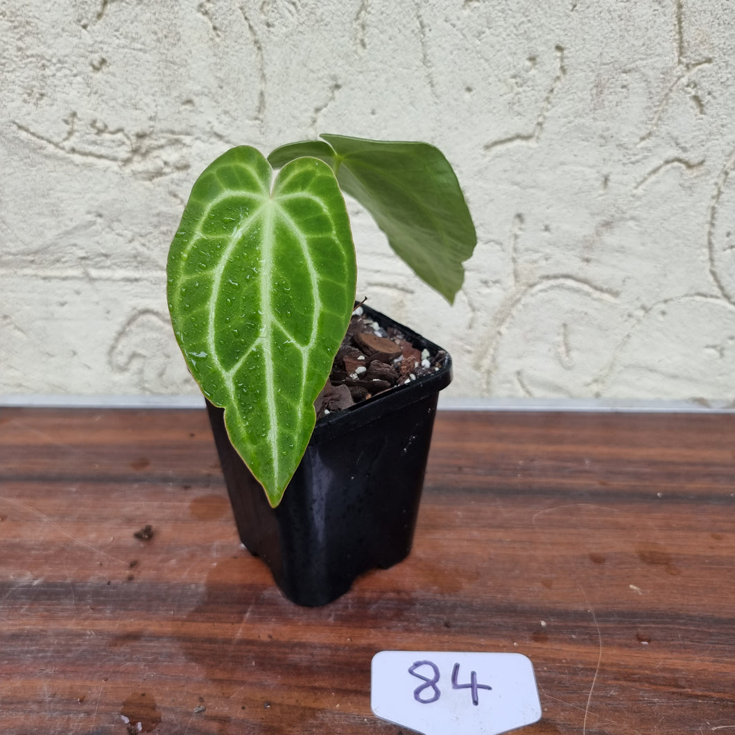 #84 Anthurium Magnificum Hybrid x - Narrow