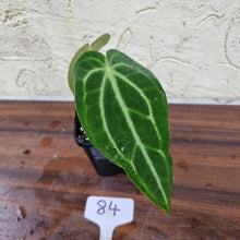 Load image into Gallery viewer, #84 Anthurium Magnificum Hybrid x - Narrow