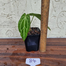Load image into Gallery viewer, #84 Anthurium Magnificum Hybrid x - Narrow
