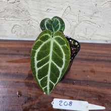 Load image into Gallery viewer, #208 Dark Anthurium Crystallinum x