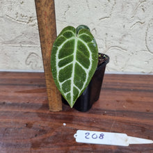 Load image into Gallery viewer, #208 Dark Anthurium Crystallinum x