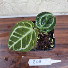 Load image into Gallery viewer, #208 Dark Anthurium Crystallinum x