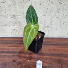 Load image into Gallery viewer, #40 Anthurium Magnificum Hybrid x - Narrow