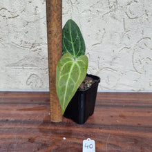 Load image into Gallery viewer, #40 Anthurium Magnificum Hybrid x - Narrow