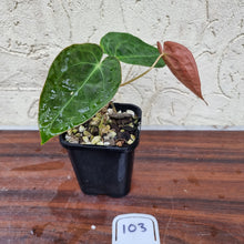 Load image into Gallery viewer, #103 Dark Anthurium Complex hybrid