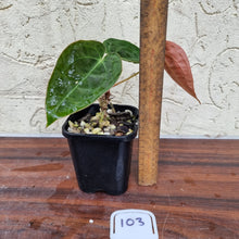 Load image into Gallery viewer, #103 Dark Anthurium Complex hybrid