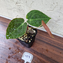 Load image into Gallery viewer, #103 Dark Anthurium Complex hybrid