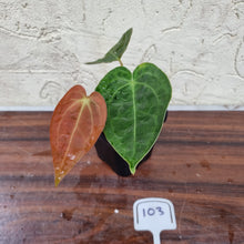 Load image into Gallery viewer, #103 Dark Anthurium Complex hybrid
