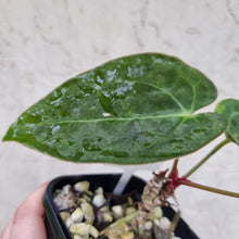 Load image into Gallery viewer, #103 Dark Anthurium Complex hybrid