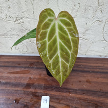 Load image into Gallery viewer, #19 Anthurium Magnificum Hybrid x
