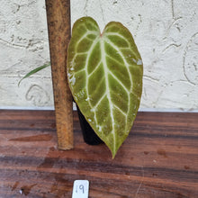 Load image into Gallery viewer, #19 Anthurium Magnificum Hybrid x