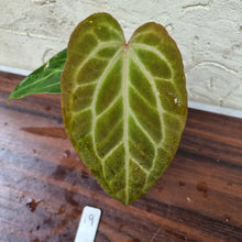 Load image into Gallery viewer, #19 Anthurium Magnificum Hybrid x