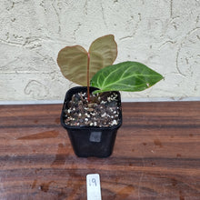 Load image into Gallery viewer, #19 Anthurium Magnificum Hybrid x