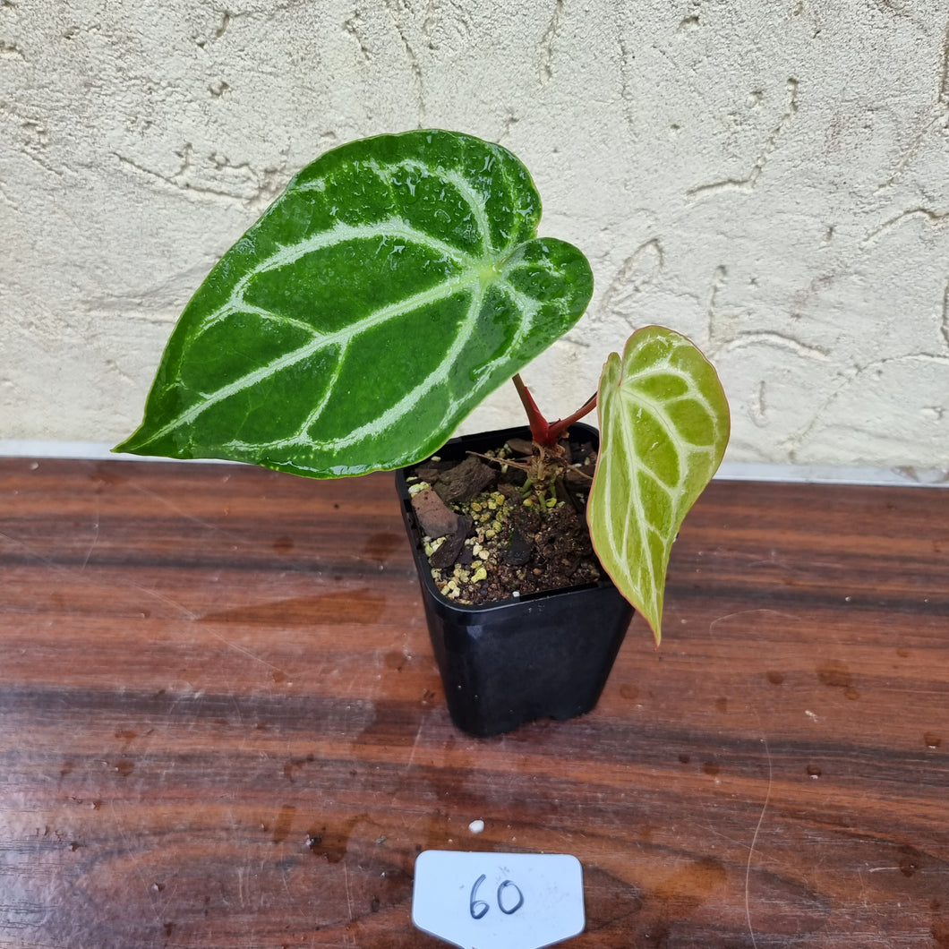 #60 Anthurium Magnificum Hybrid x