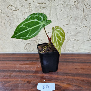 #60 Anthurium Magnificum Hybrid x