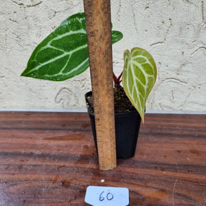 #60 Anthurium Magnificum Hybrid x