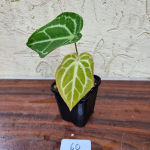 #60 Anthurium Magnificum Hybrid x