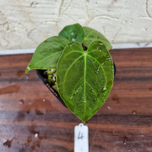 #4 Dark Anthurium Complex hybrid - 2 x heads