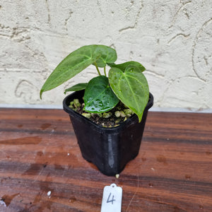 #4 Dark Anthurium Complex hybrid - 2 x heads