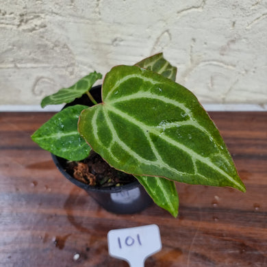 #101 Anthurium Magnificum Hybrid x
