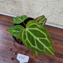 Load image into Gallery viewer, #101 Anthurium Magnificum Hybrid x