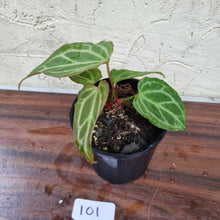 Load image into Gallery viewer, #101 Anthurium Magnificum Hybrid x