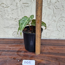 Load image into Gallery viewer, #101 Anthurium Magnificum Hybrid x