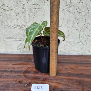 #101 Anthurium Magnificum Hybrid x