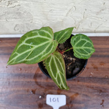 Load image into Gallery viewer, #101 Anthurium Magnificum Hybrid x