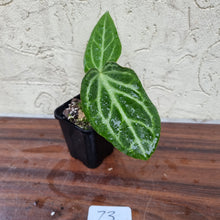 Load image into Gallery viewer, #73 Anthurium Magnificum Hybrid x