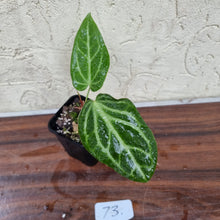 Load image into Gallery viewer, #73 Anthurium Magnificum Hybrid x