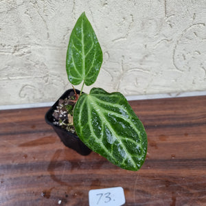#73 Anthurium Magnificum Hybrid x