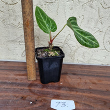 Load image into Gallery viewer, #73 Anthurium Magnificum Hybrid x