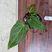 Load image into Gallery viewer, #65 Anthurium Magnificum Hybrid x