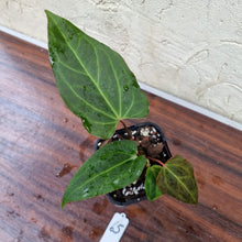 Load image into Gallery viewer, #65 Anthurium Magnificum Hybrid x