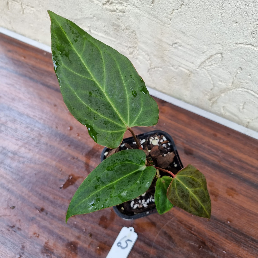#65 Anthurium Magnificum Hybrid x